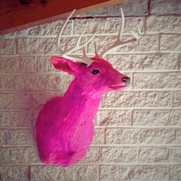 Hand dyed Taxidermy