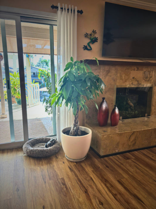 Money Trees